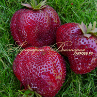 Клубника МАРМЕЛАДА (КРУПНОМЕР! ОГРОМНЫЙ КУСТ, УРОЖАЙ В ГОД ПОСАДКИ) Клубника МАРМЕЛАДА (КРУПНОМЕР! ОГРОМНЫЙ КУСТ, УРОЖАЙ В ГОД ПОСАДКИ)